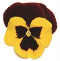 Afbeelding van Viola P9 Grootbloemig Red wing